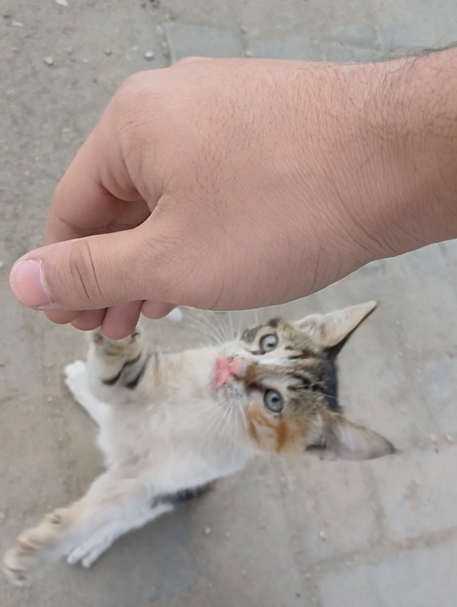 zedthethird🇪🇬☪ tweet media