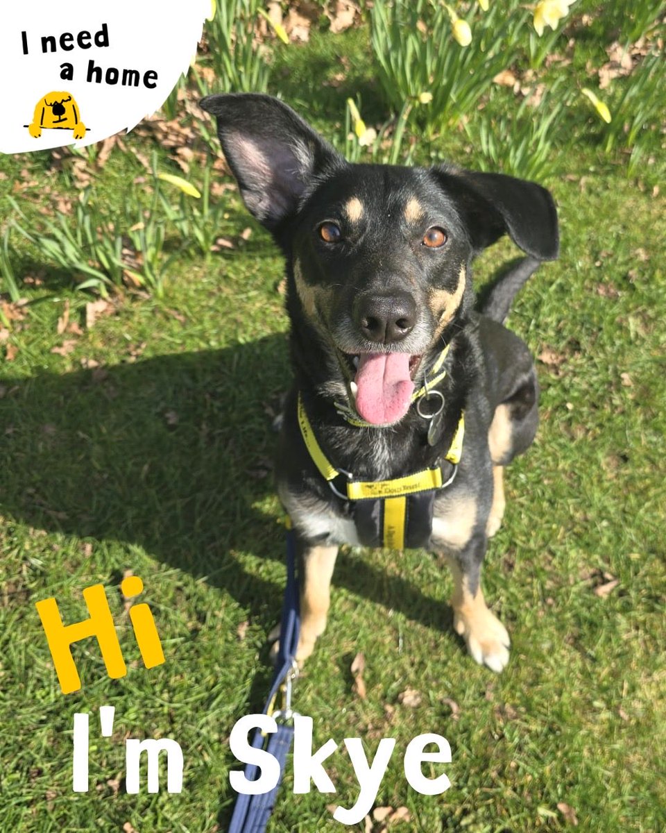 Dogs Trust Dundee tweet media
