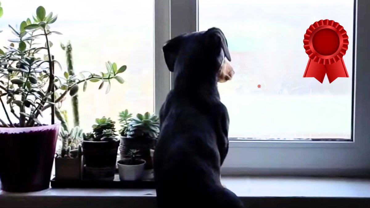 remolacha.net tweet media