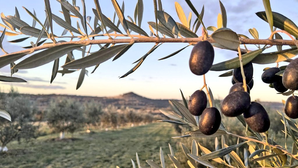 Norann Voll tweet media