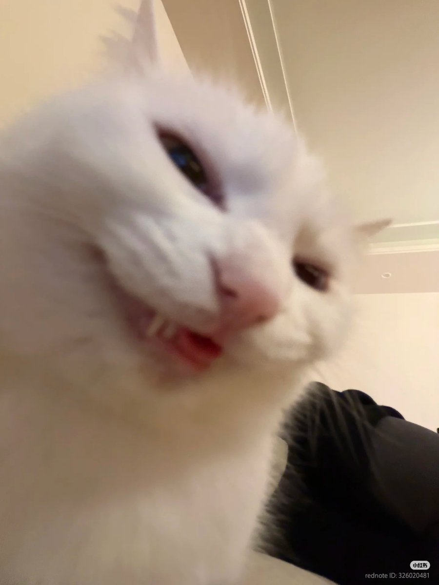 No Context Cats tweet media