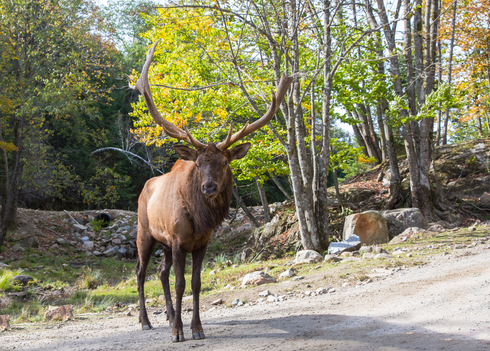 Canadá en El Salvador tweet media