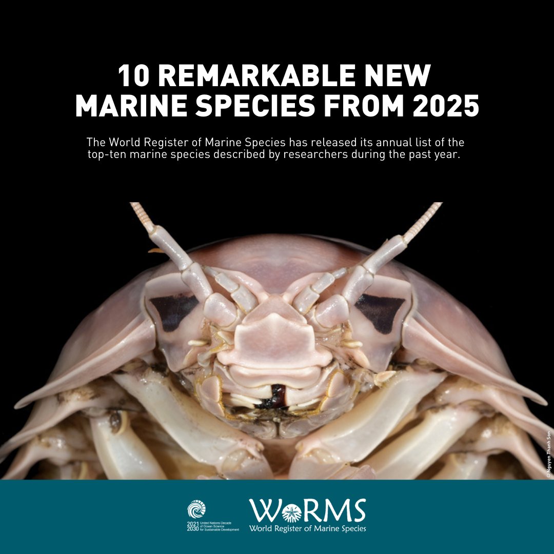 UN Ocean Decade tweet media