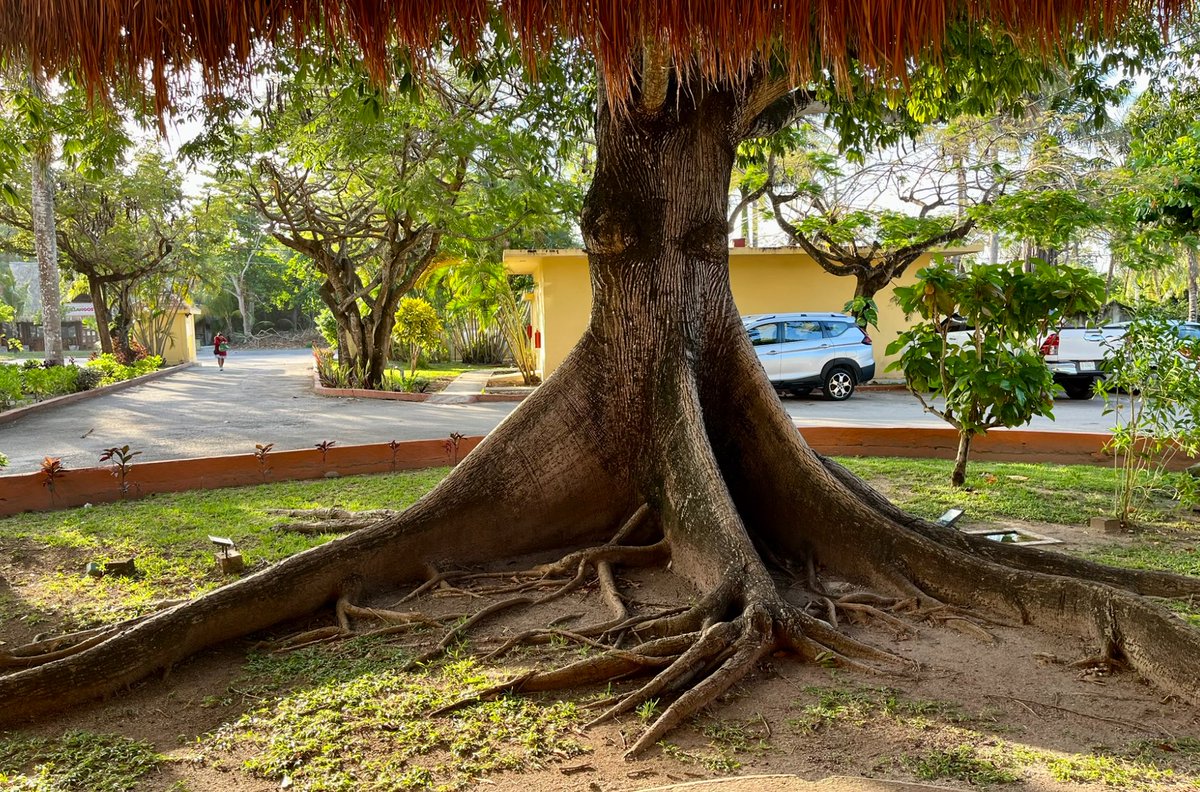 Cheryl ☕️🐈 🏕 🎼 tweet media