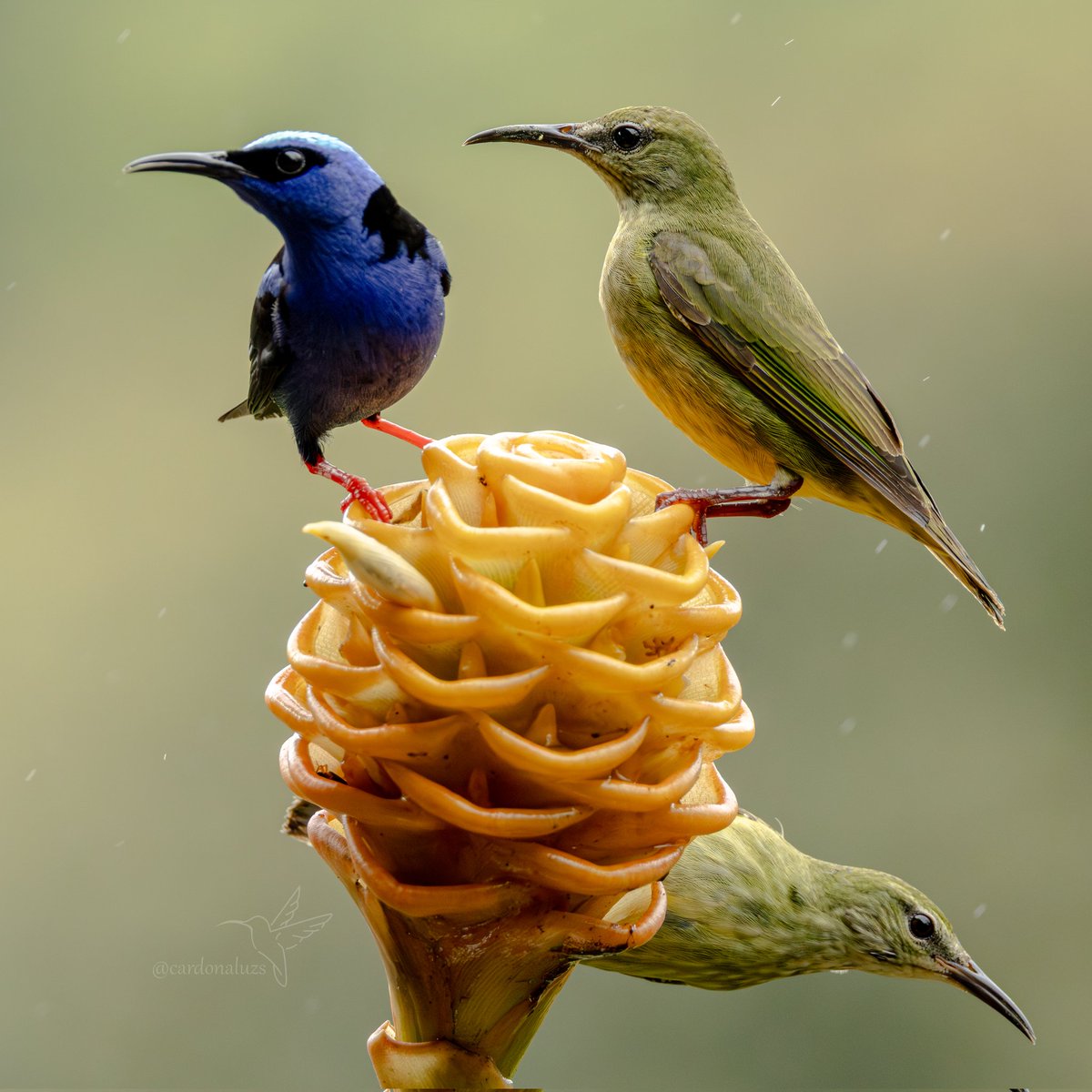 Luz Sthella Cardona M tweet media