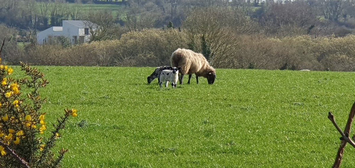 Tracy 💜 ☮️ 📸 ✍🏼 tweet media