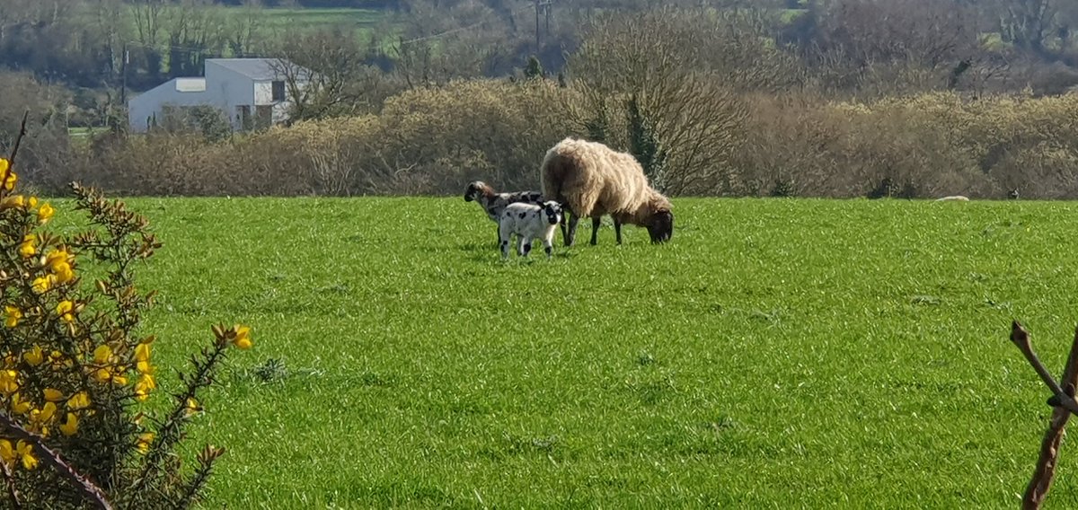 Tracy 💜 ☮️ 📸 ✍🏼 tweet media