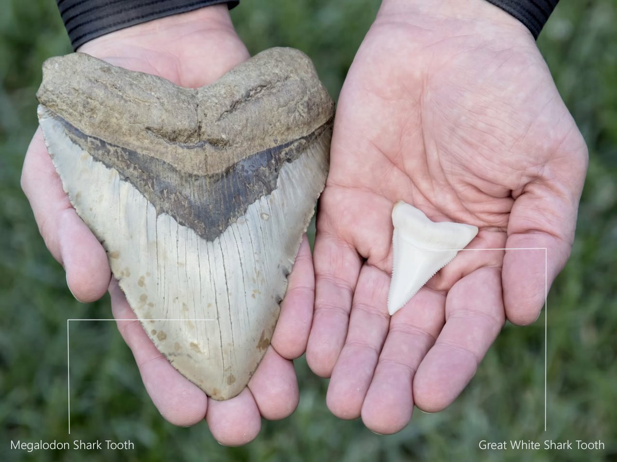 Furqan Qureshi Blogs tweet media