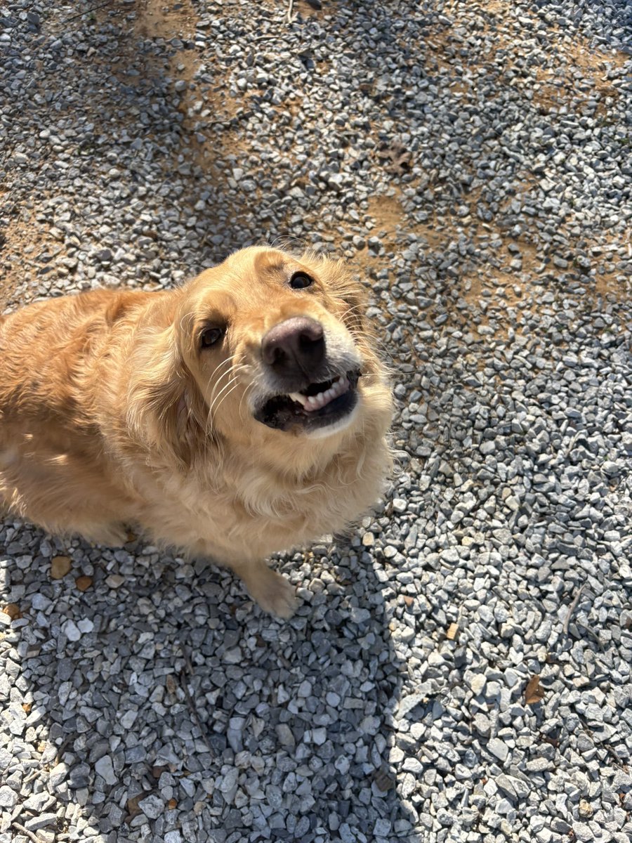 Kosher McKosherwitz tweet media