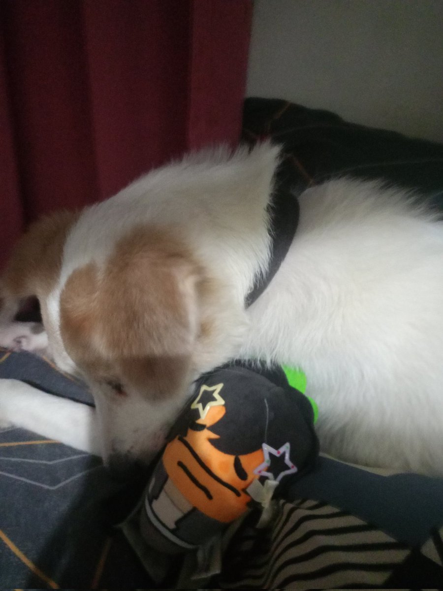 heehefrogge🐸 || WE'RE COOKED IM SO COOKED tweet media