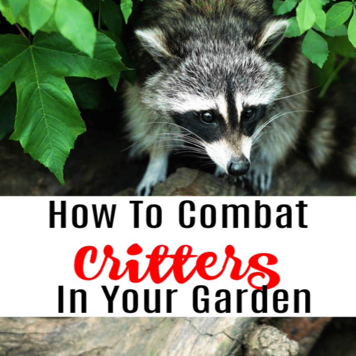 Dian_Farmer_'s tweet image. How To Keep Critters Out Of The Garden Without Harming Them

dianfarmer.com/how-to-keep-cr…
#gardenlife #gardeningismytherapy #gardener #vegetablegardening