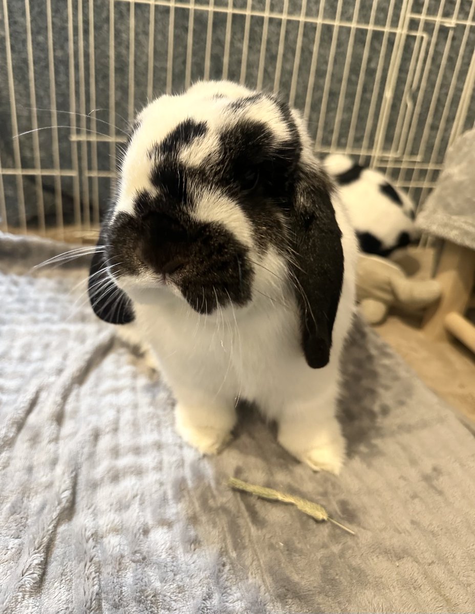 うさぎのバズ🐰I am Buzz tweet media