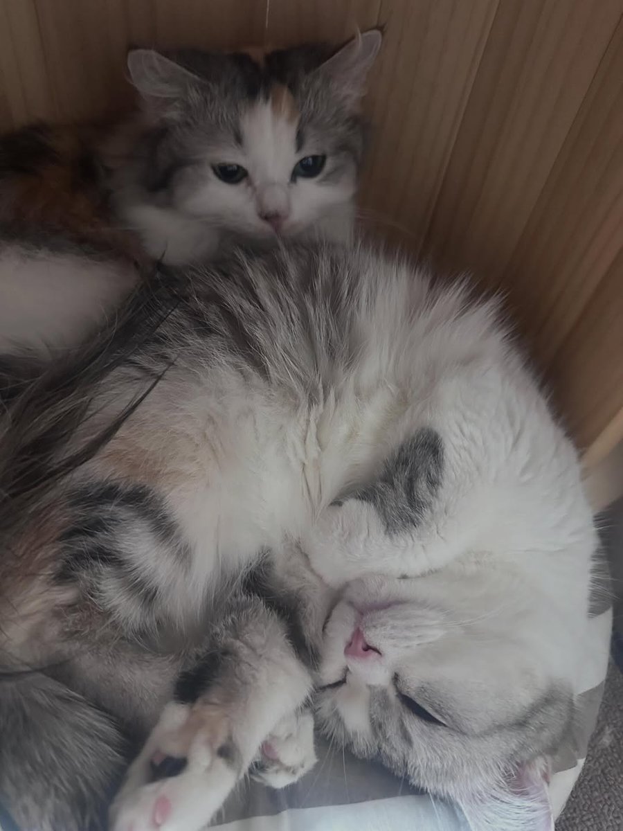 vivi folder tweet media