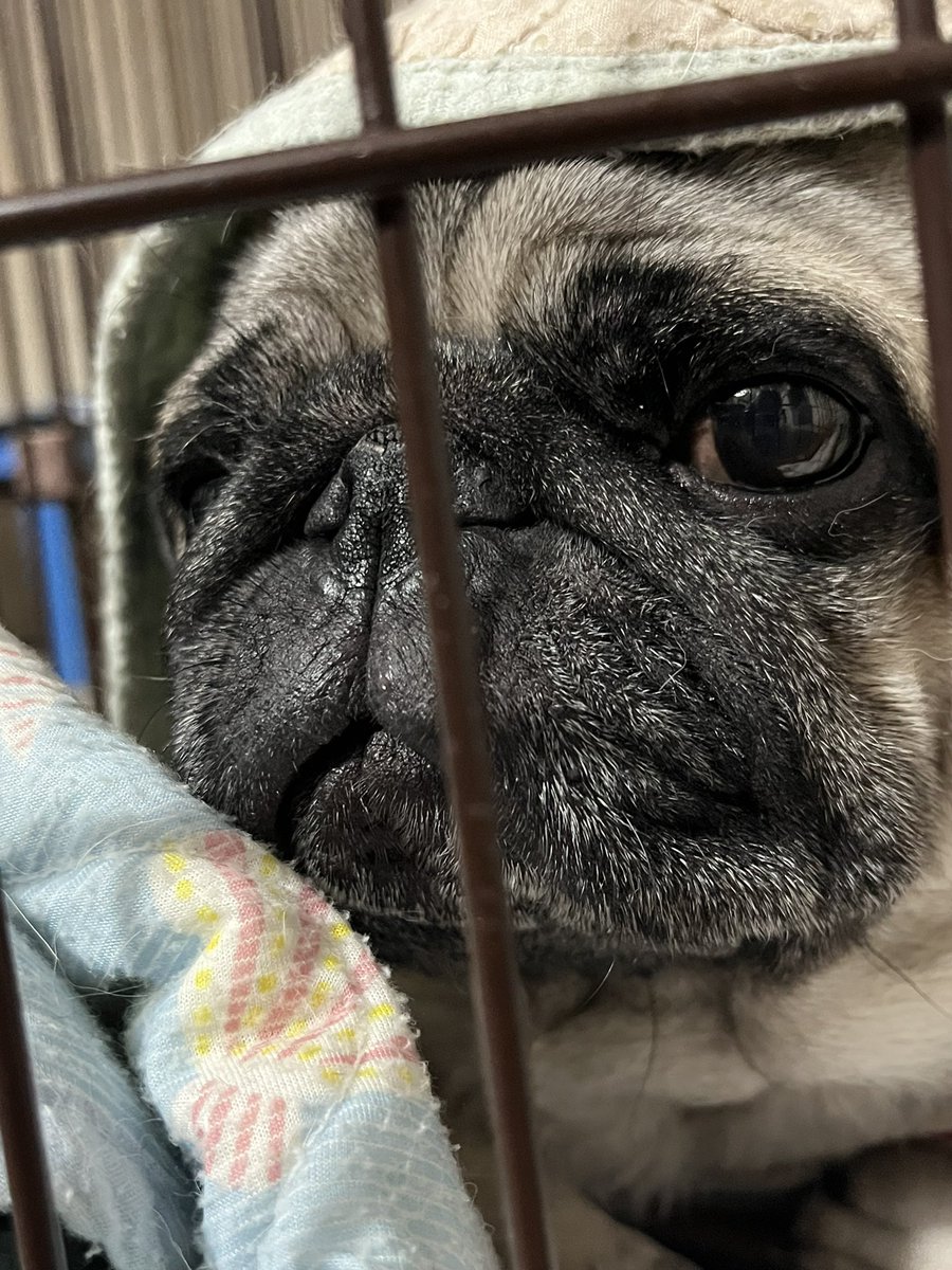 🌻志村ネギ︎︎ ♀👩とパグの玄🐶さん♂ tweet media