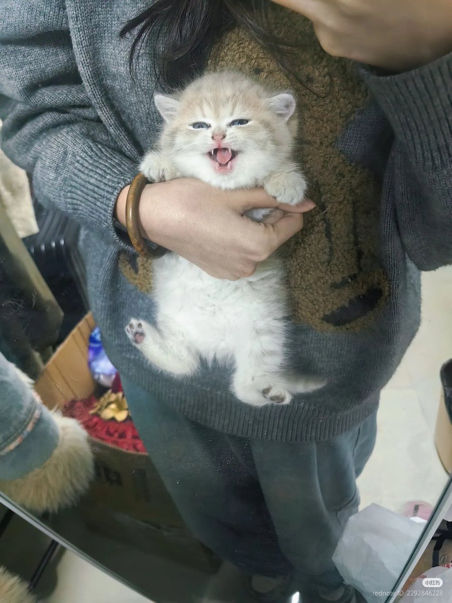 No Context Cats tweet media