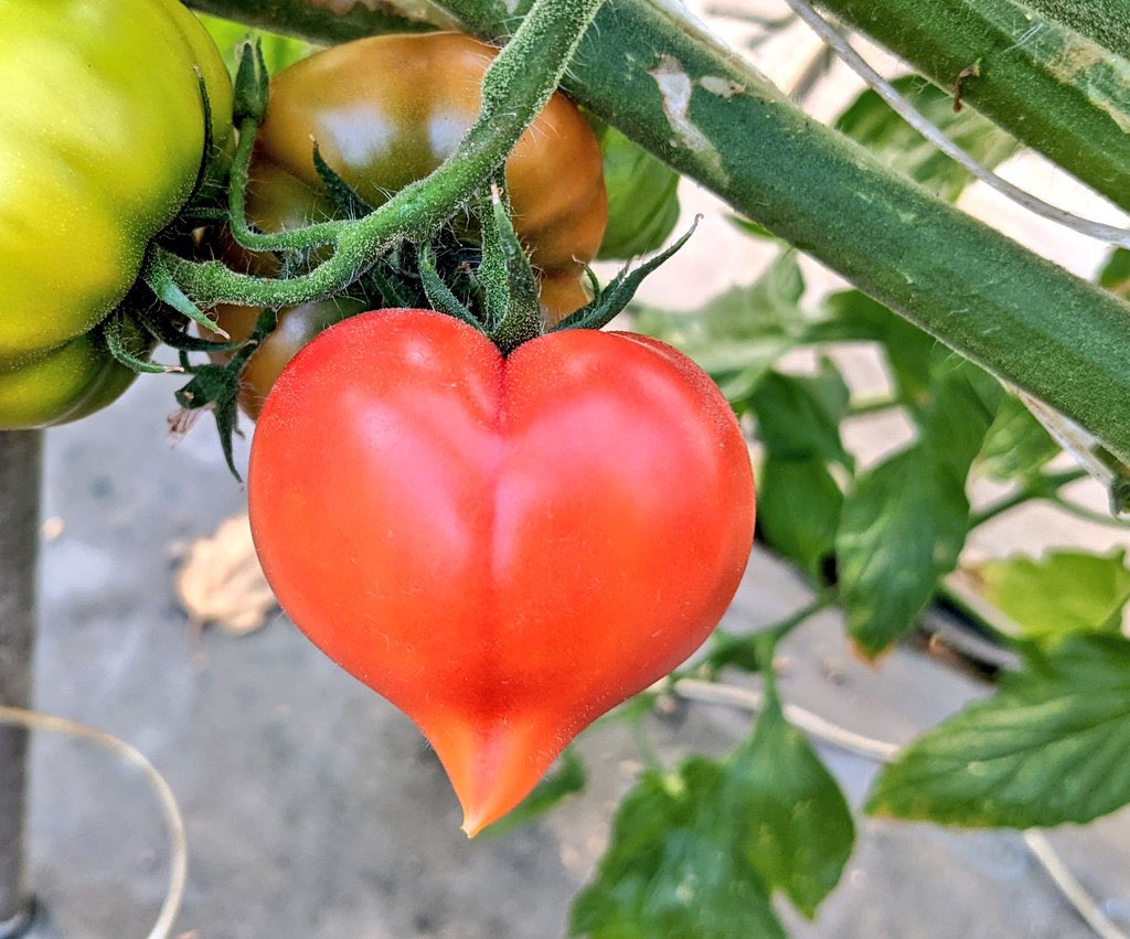 月詠（未来預言師） tweet media