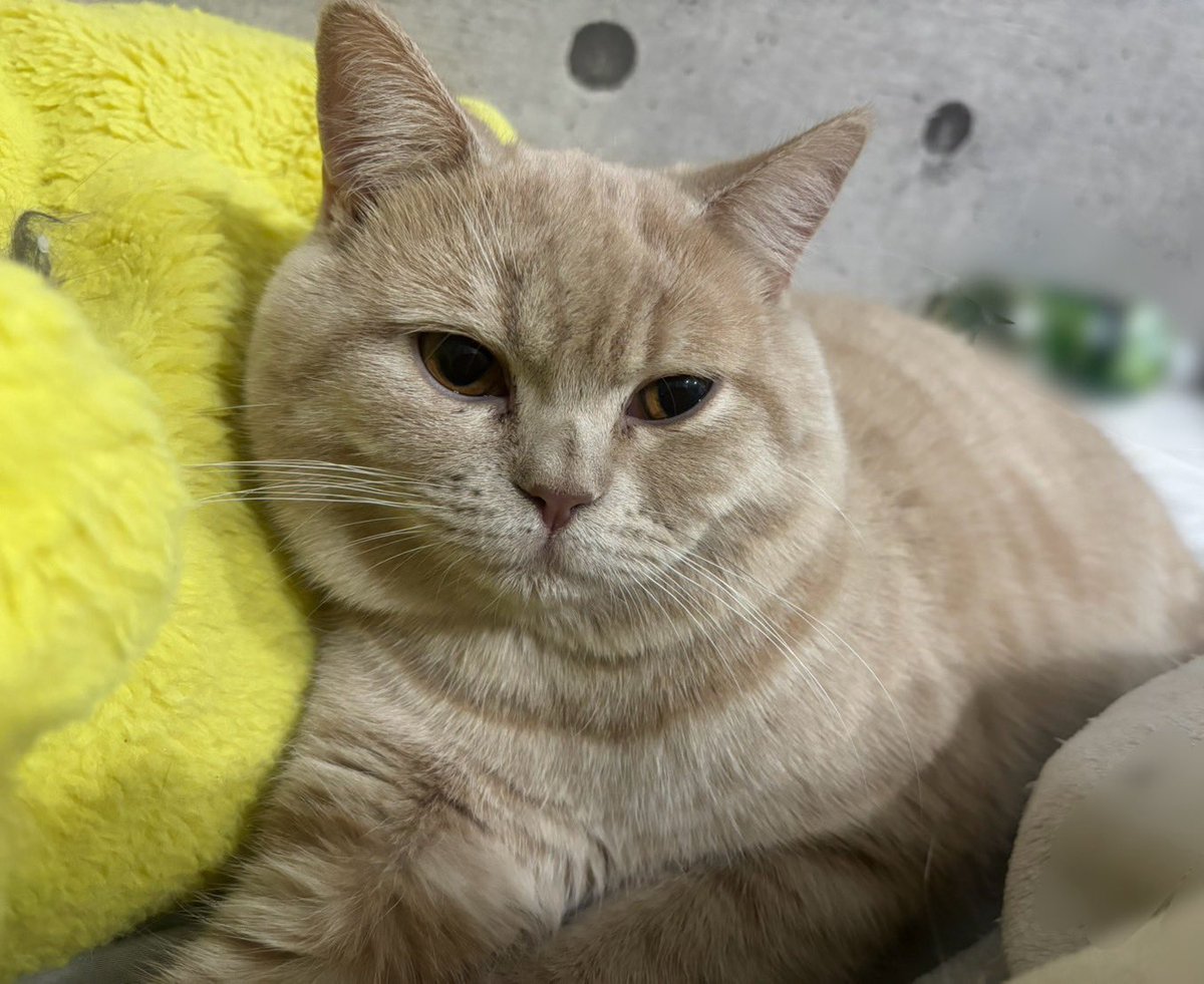 しろねこ tweet media