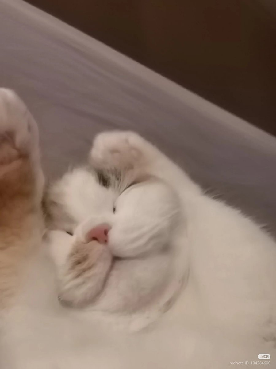 No Context Cats tweet media