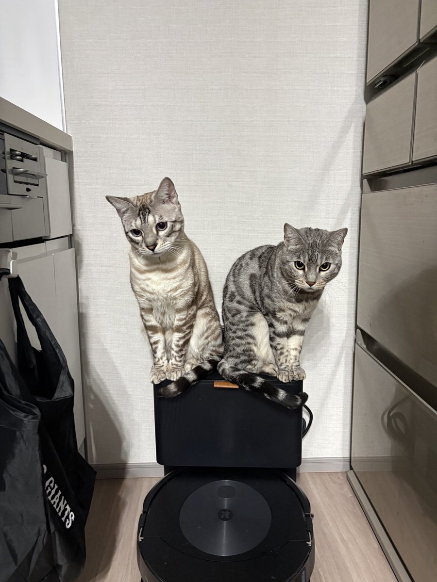 古橋 崇志 tweet media