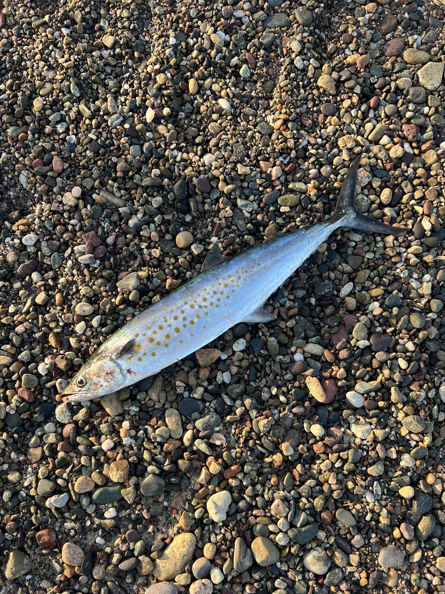 Diego 🍌 tweet media