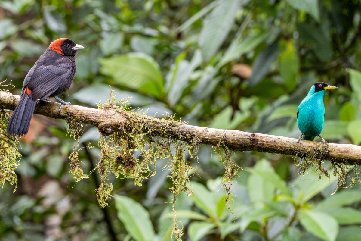 Luz Sthella Cardona M tweet media