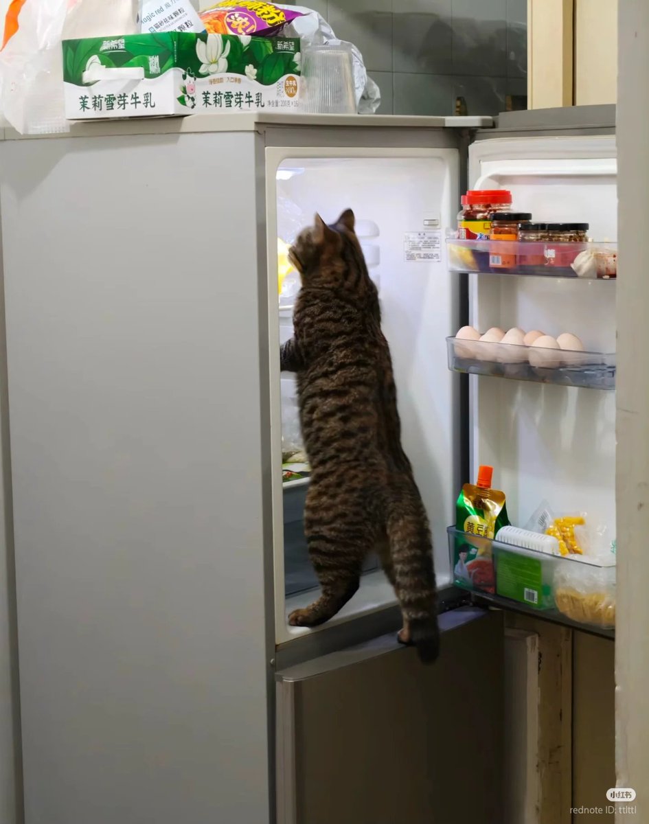 No Context Cats tweet media