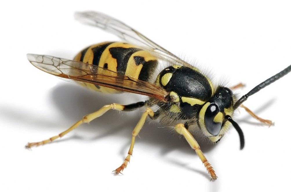 320,000,000 Yellow Jacket Wasps tweet media