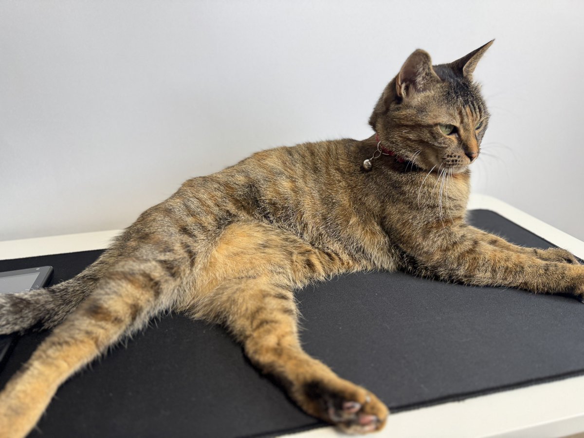 MicchiVlog/ミッチーブログ tweet media