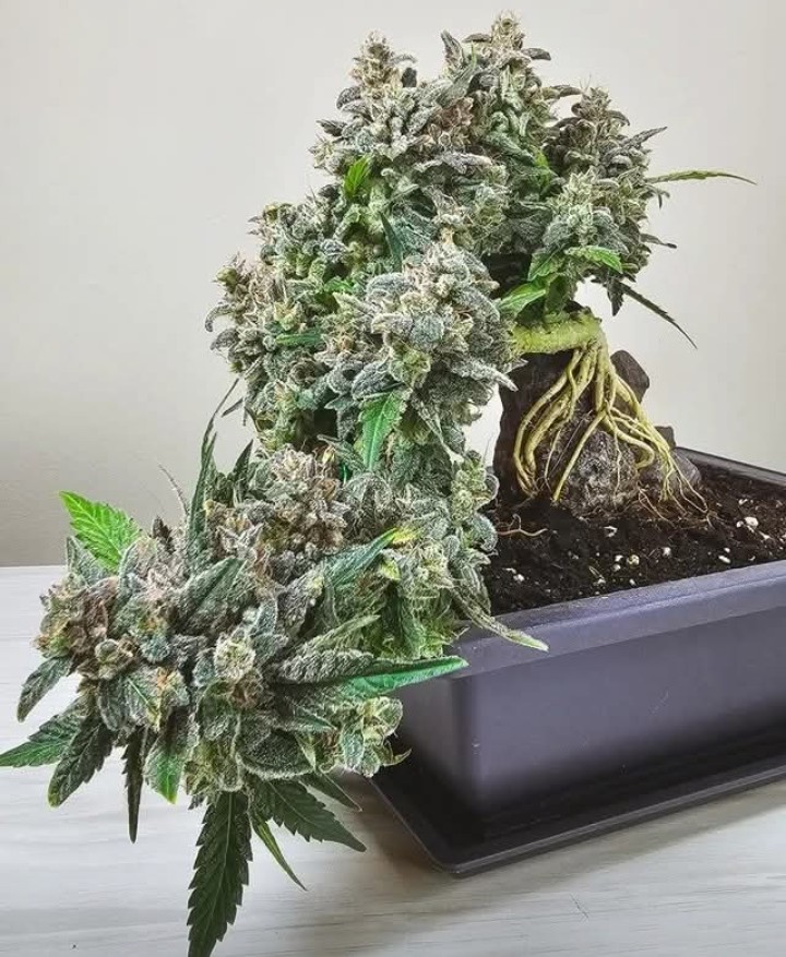 Artek Swaróg🌿💨🇵🇱 tweet media