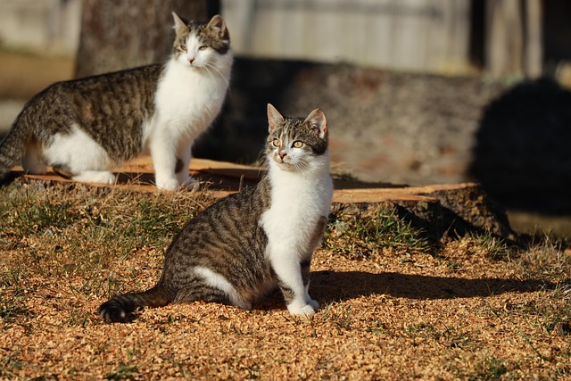 Lauren Bergeron tweet media