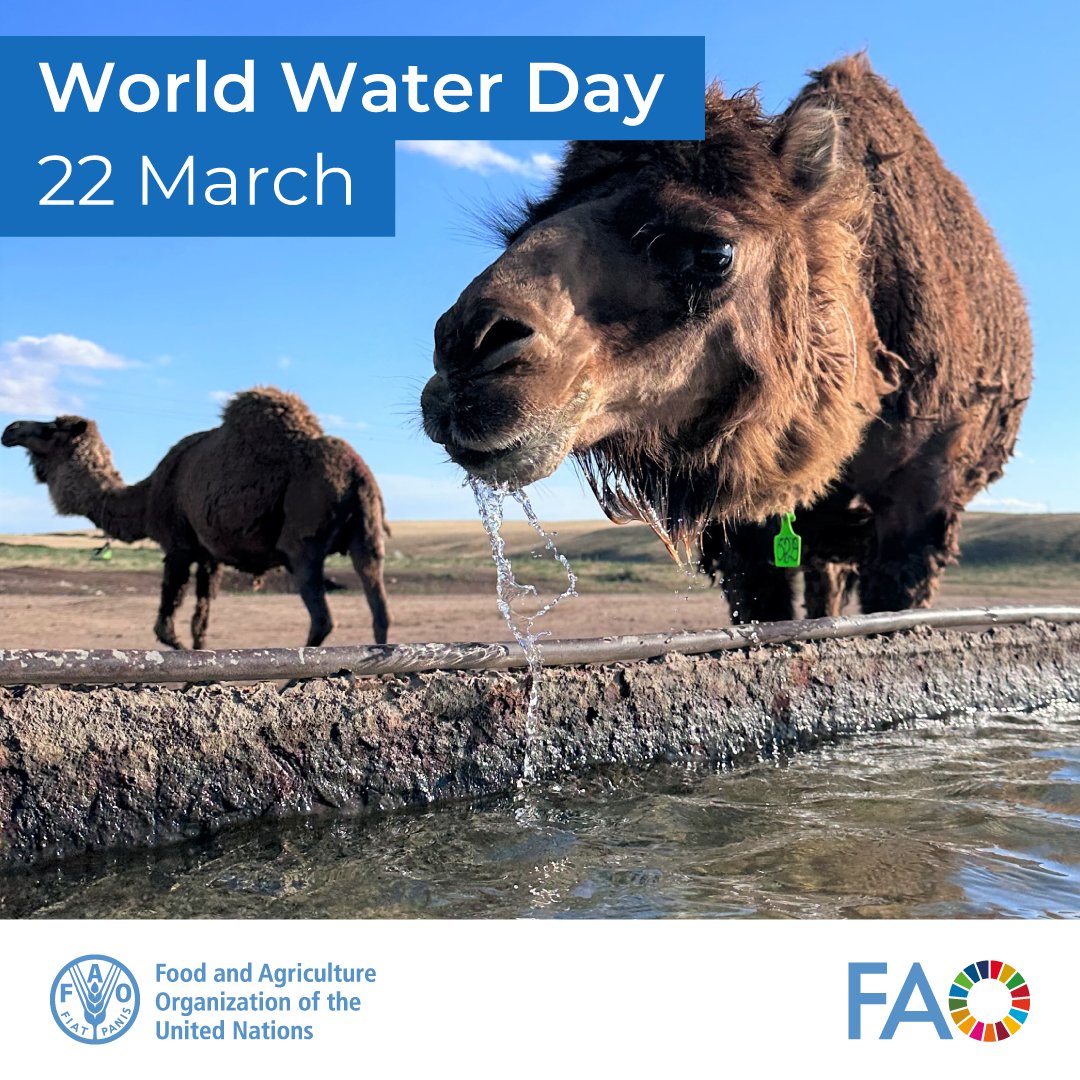 FAOLivestock's tweet image. Let’s acknowledge the interconnectedness between #water and #livestock.

🐂💧🐐💧🐄

By adopting #SustainableLivestock practices, we can ensure the availability of water resources for future generations.

👉doi.org/10.4060/ca5685…

#WorldWaterDay