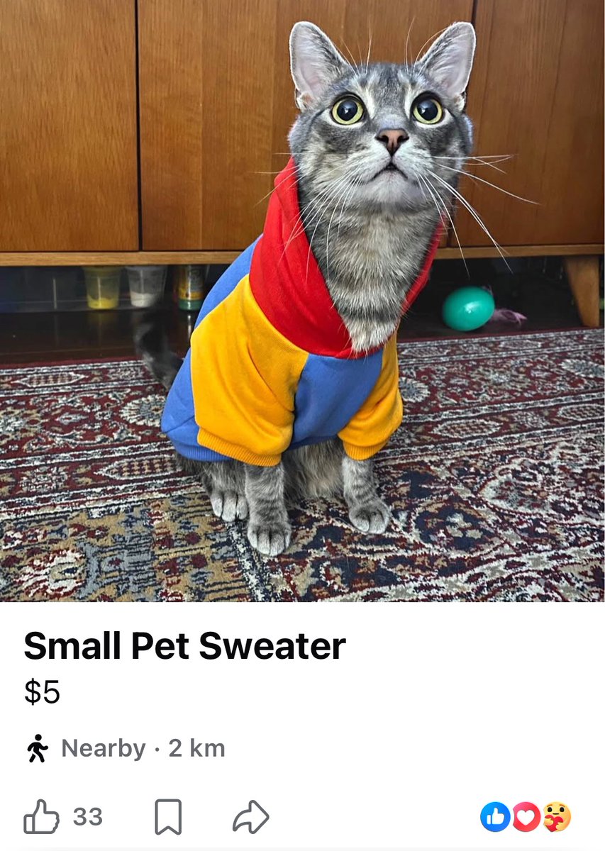 逃犯fugitive猫cat tweet media