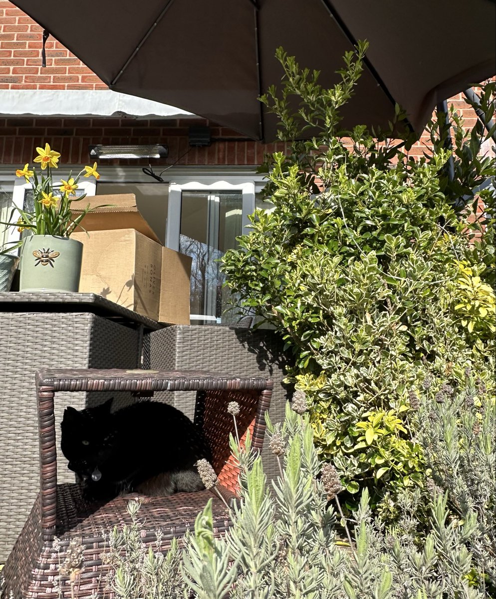 Munch Pudding™️ 🐈‍⬛ ✌🏼 🇺🇦 🇵🇸 🇬🇱 🇪🇺 tweet media