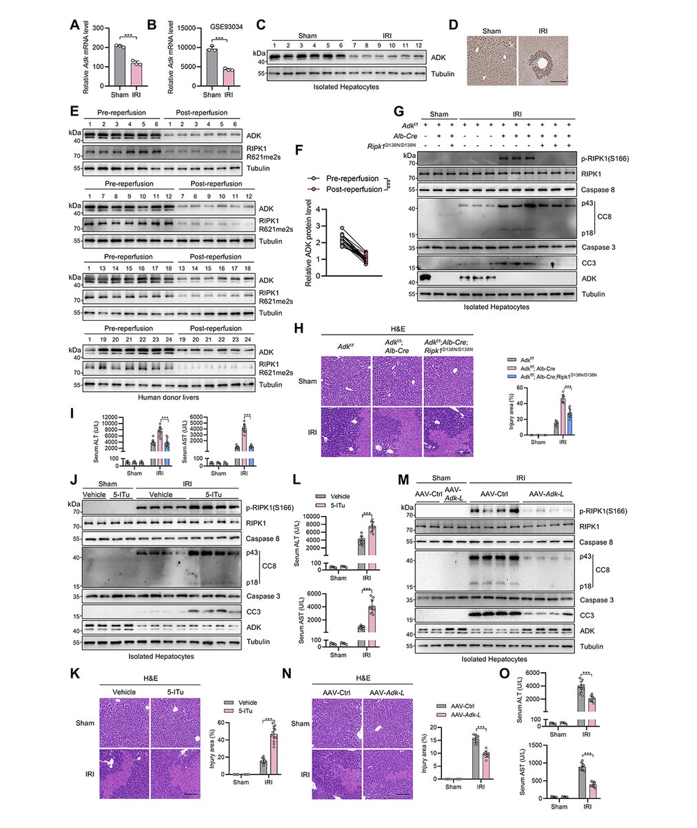 Journal of Experimental Medicine tweet media