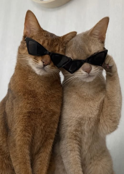 𝗺𝗲𝗼𝘄🐈‍⬛🐻‍❄️🎀˚ ༘⋆ tweet media