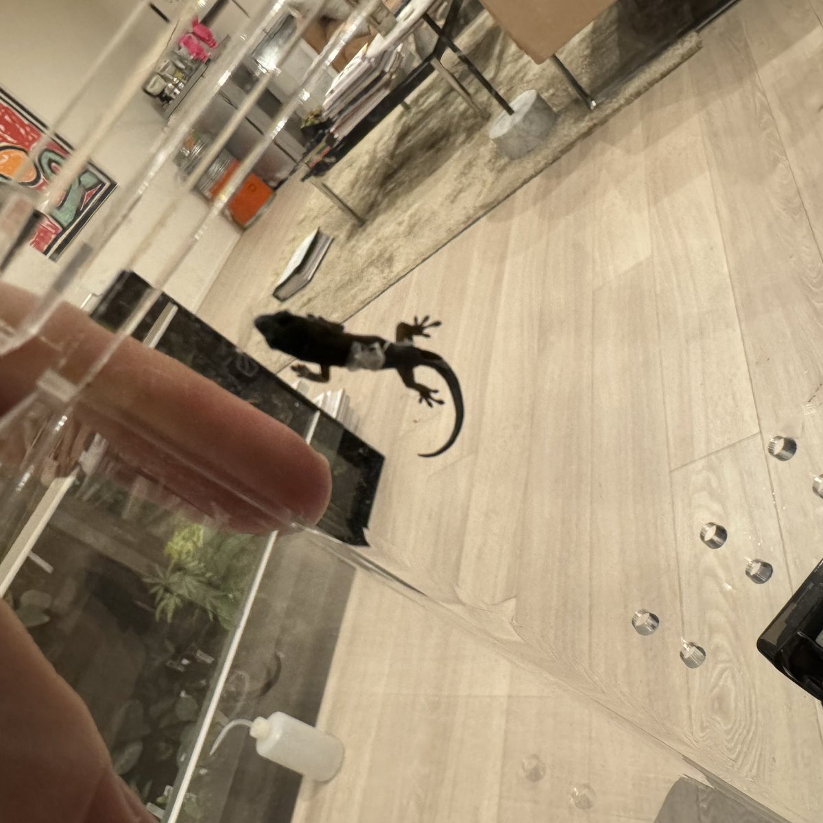 レビス tweet media