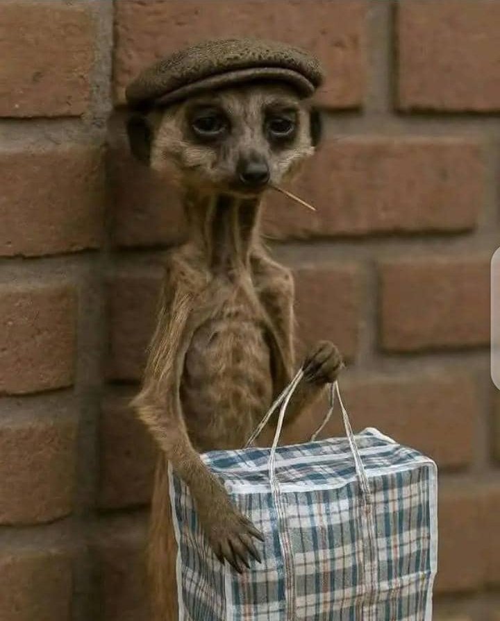 JayPee 📈 tweet media