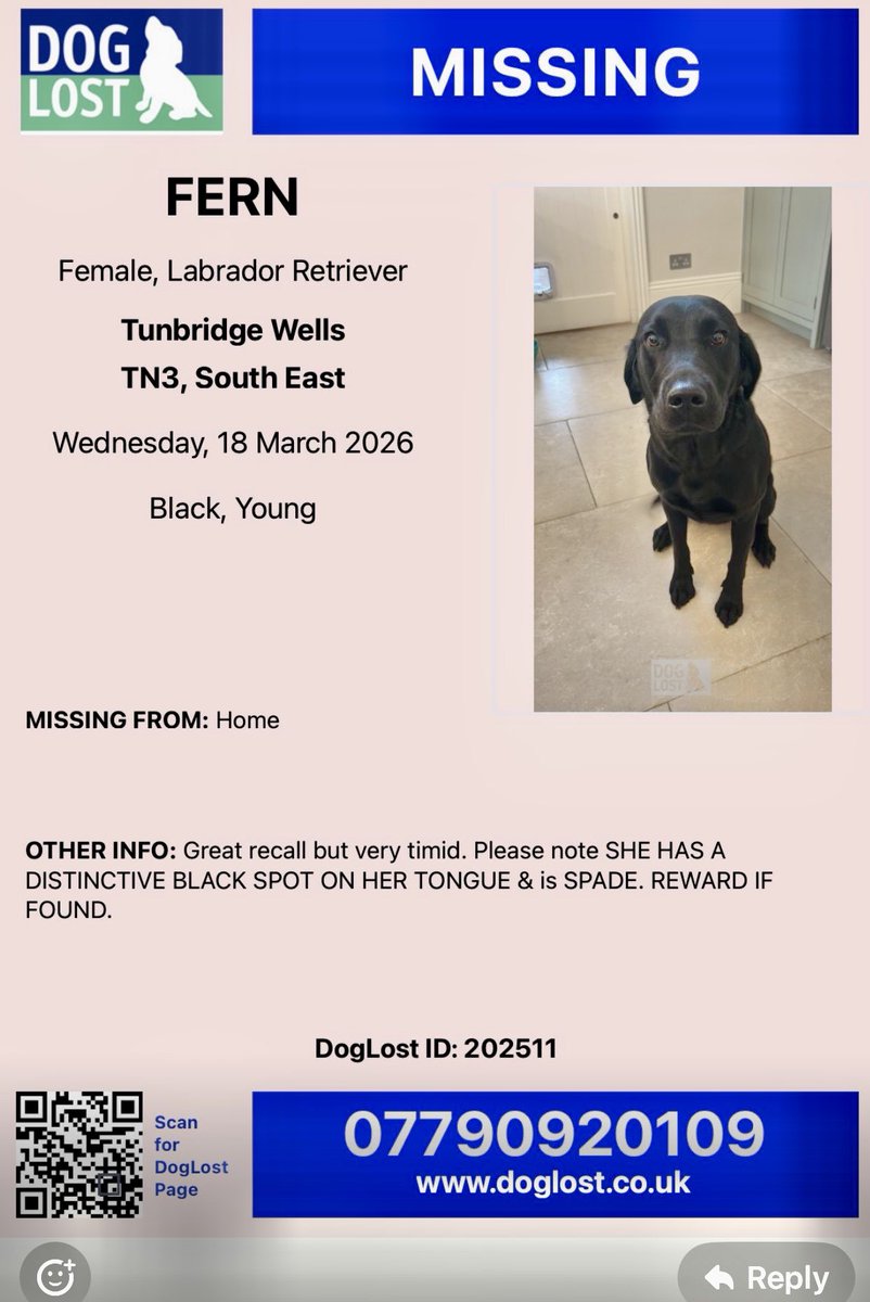 Pip the Golden Retriever 🌈 tweet media