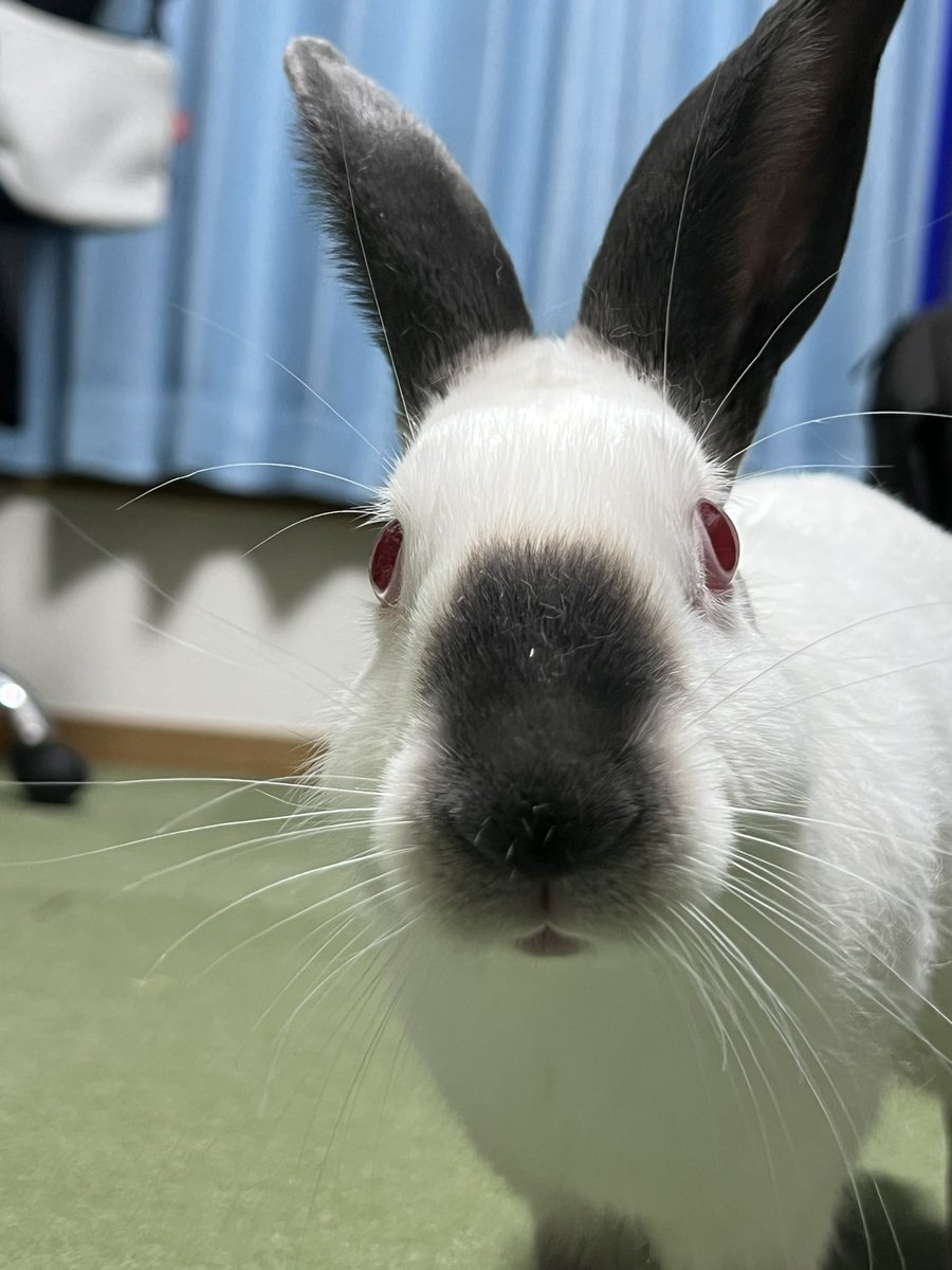 れいしょ tweet media