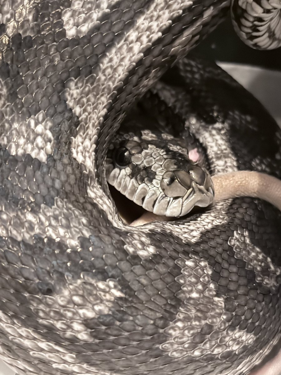 The Origin 古荘智彬 tweet media