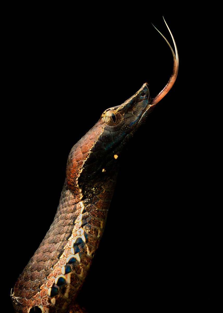 HB Varun tweet media