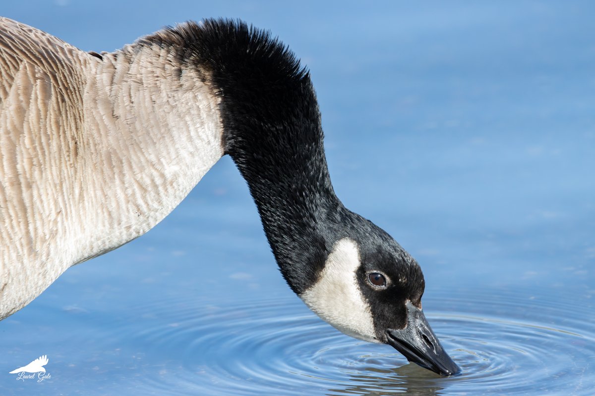 Laurel Gale 📚 tweet media