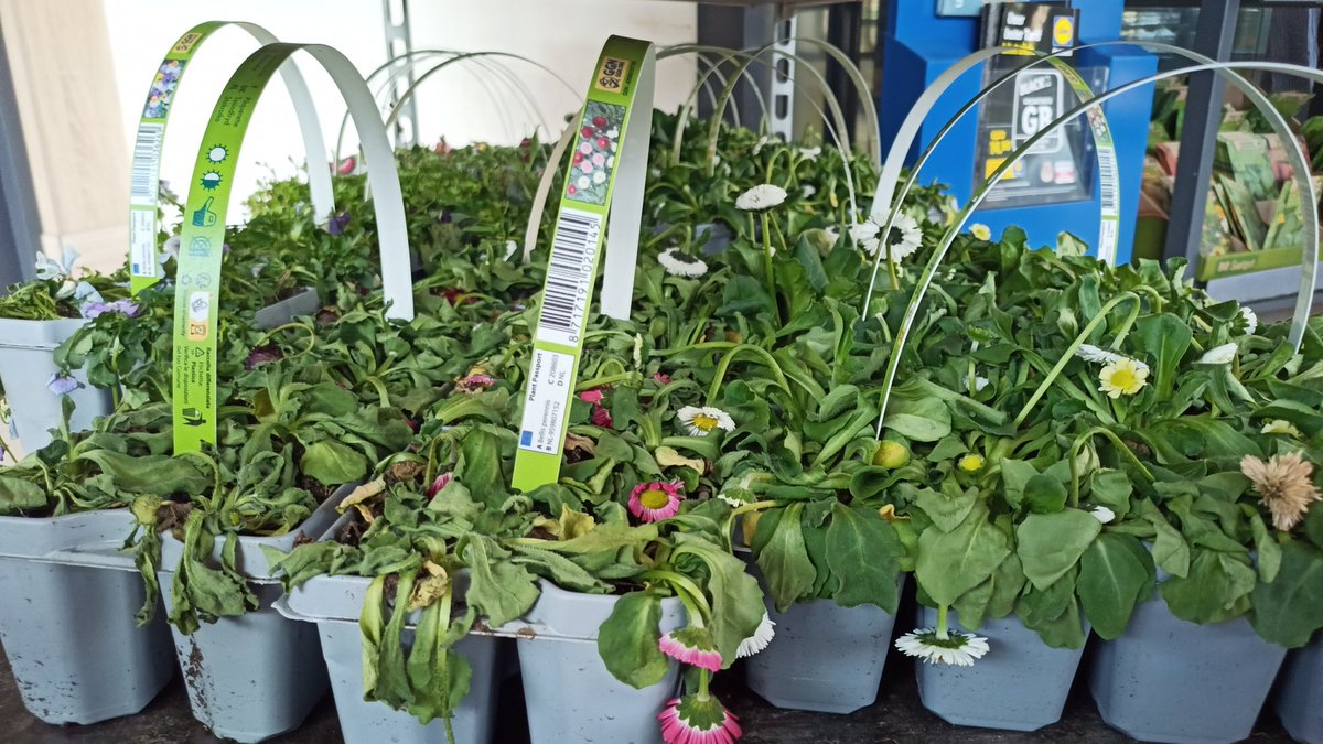 Hallo <a href="/lidl/">Lidl in Deutschland</a> 
ist es wirklich notwendig, dass eure Pflanzen in #Graz (Östereich) derart leiden, bis sie unverkäuflich sind? Hat niemand die Aufgabe eure Pflanzen abends zu gießen? Oder wird alles bei euch weggeschmissem und der Verlust ist schon eingepreist?
#Österreichaufschlag