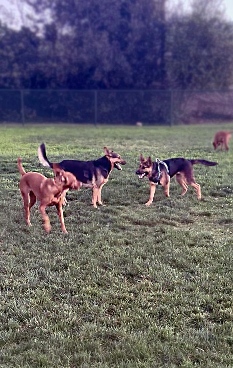 💫 Supernova 💫 tweet media