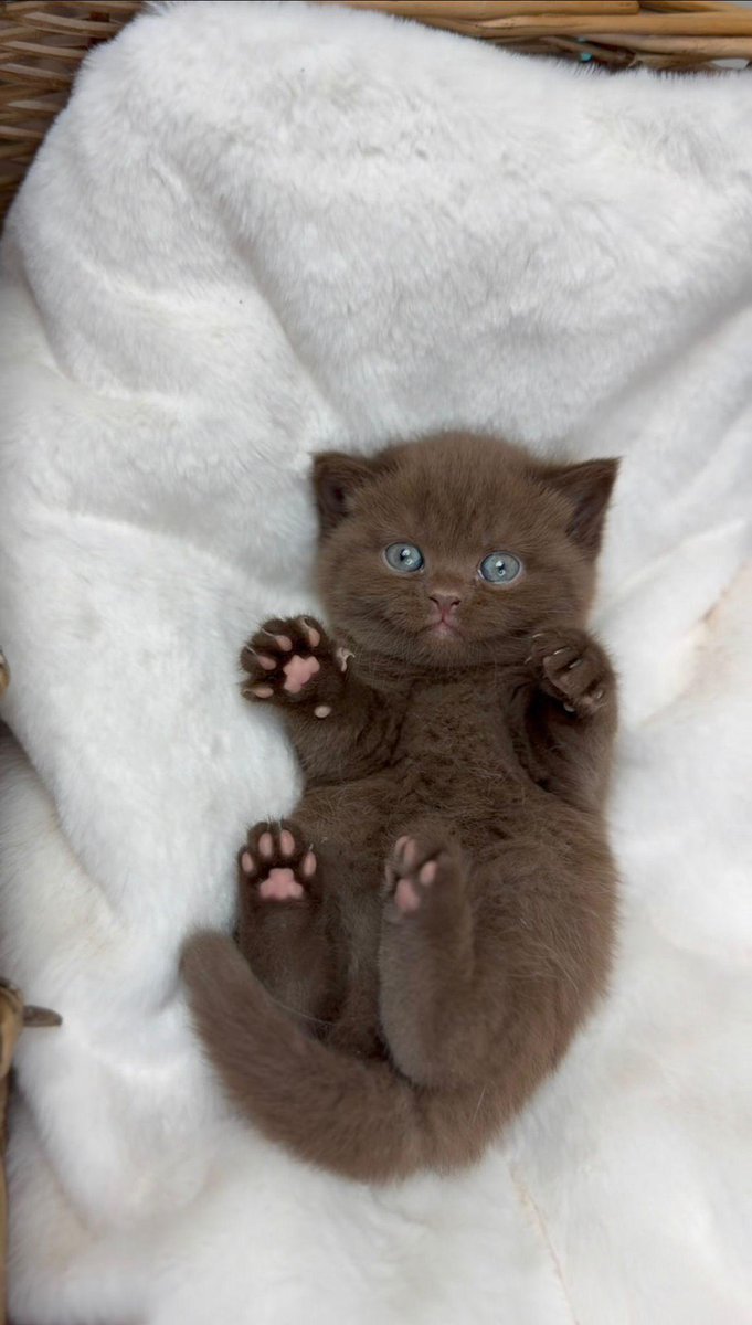 Posts Of Kittens🐾 tweet media