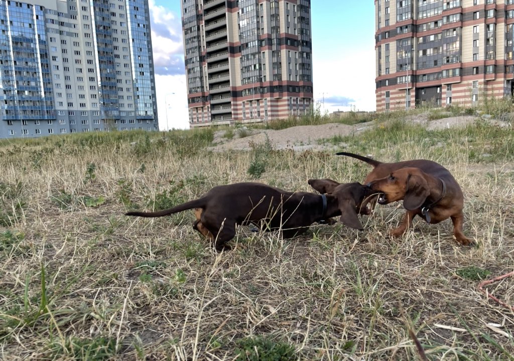 Макс "такс такс" Джаз tweet media