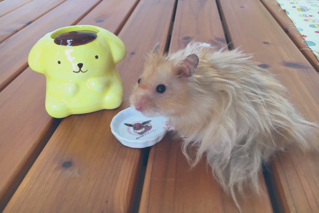 あかじそ🐹 tweet media