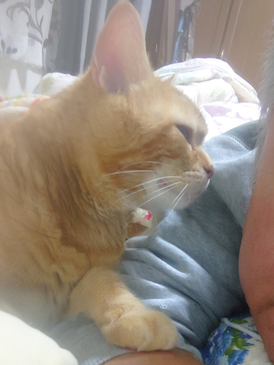 ふりぃ！！ tweet media