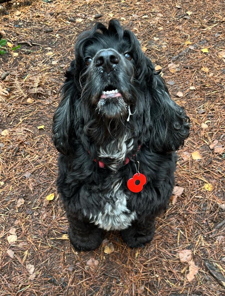 victor calver🐾 🤍💛💙 tweet media