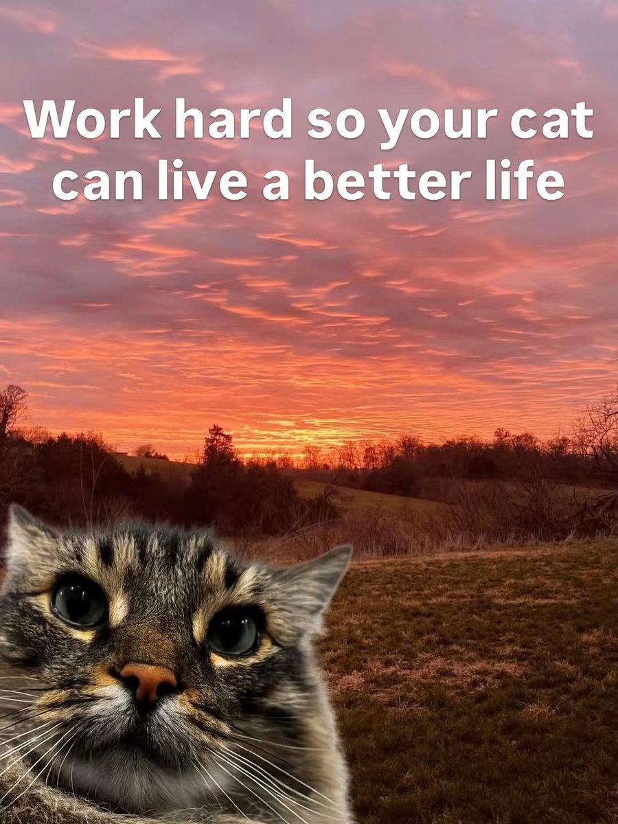 We don't deserve cats 😺 tweet media